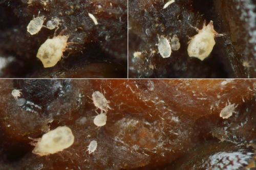 Réf. 227 113 : Talpacarus platygaster